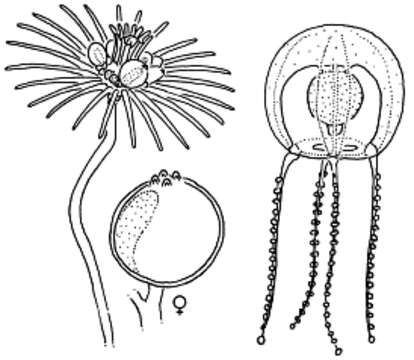 Image of Tubulariidae Goldfuss 1818