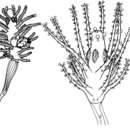 Image of Cladocorynidae Allman 1872