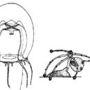 Image of Halimedusidae Arai & Brinckmann-Voss 1980