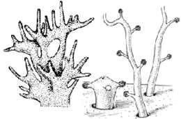 Image of Milleporidae Fleming 1828