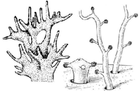 Image of Milleporidae Fleming 1828