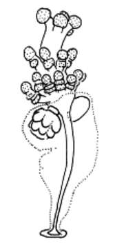 Image of Tricyclusidae Kramp 1949