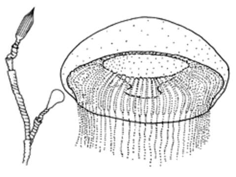 Plancia ëd Aequoreidae Eschscholtz 1829