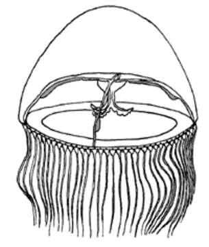 Sivun Blackfordiidae Bouillon 1984 kuva