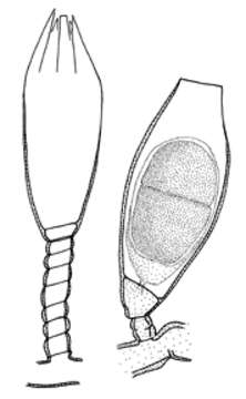 Campanulinidae Hincks 1868的圖片