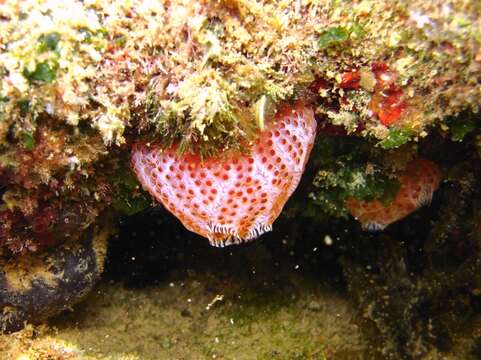 Image of sea-strawberry