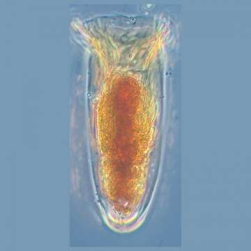 صورة Amphorides quadrilineata