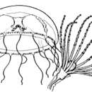 Слика од Phialuciidae Kramp 1955