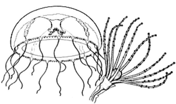 Image of Phialuciidae Kramp 1955