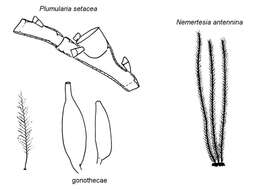 Plancia ëd Plumulariidae McCrady 1859