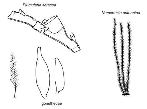 Plumulariidae McCrady 1859的圖片