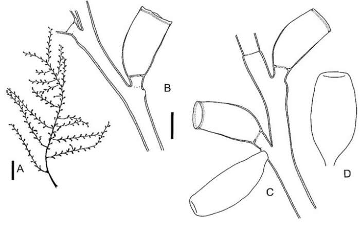 Image of Thyroscyphidae Stechow 1920