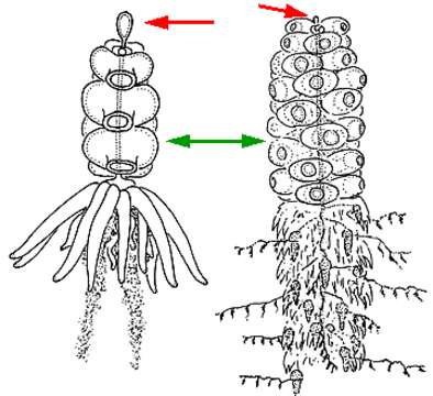 Image of Physonectae Haeckel 1888