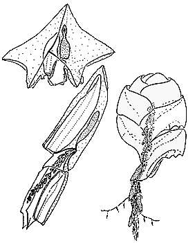 Image of Calycophorae Leuckart 1854