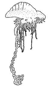 Image of Cystonectae Haeckel 1887