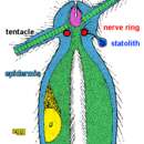 Image of Halammohydridae Remane 1927