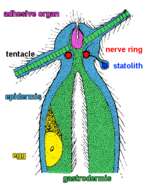 Image of Actinulida Swedmark & Teissier 1959