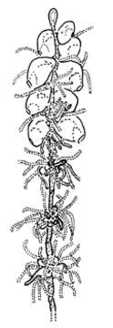 Image of Apolemiidae Huxley 1859