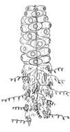 Image of Forskaliidae Haeckel 1888