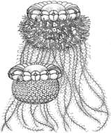 Image of Rhodaliidae Haeckel 1888