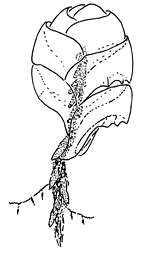 Image of Hippopodiidae Kölliker 1853