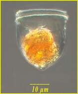Image of Ascampbelliellidae