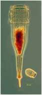 Imagem de Xystonellopsis dicymatica (Brandt 1906) Kofoid & Campbell 1929