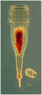 Image of Xystonellopsis dicymatica (Brandt 1906) Kofoid & Campbell 1929