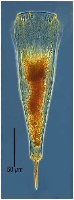 Imagem de Xystonellopsis favata Brandt 1906