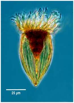 Image of Protorhabdonella simplex