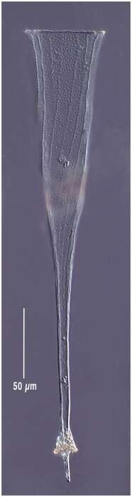 Imagem de Rhabdonellopsis longicaulis Kofoid & Campbell 1929