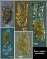 Sivun Tintinnopsis acuminata kuva