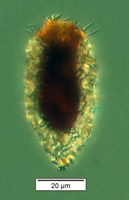 Image de Tintinnopsis acuminata