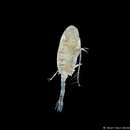 Image of Copepod