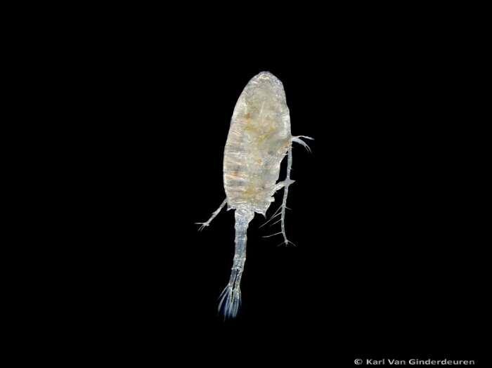 Image of Copepod