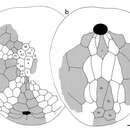 Image of Bathyovulaster disjunctus Smith 2013