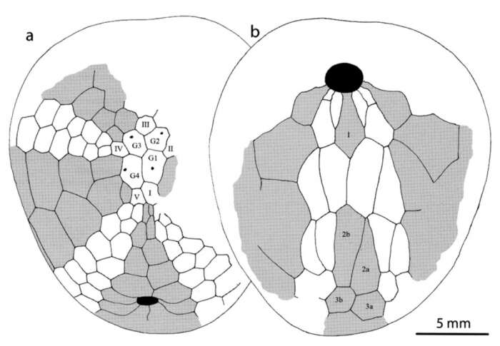 Image of Bathyovulaster disjunctus Smith 2013