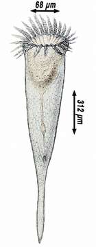 Слика од Rhabdonella spiralis