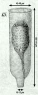 Image of Eutintinnus angustatus (Daday 1887)