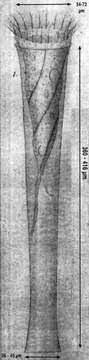 Image of Eutintinnus fraknoii (Daday 1887)