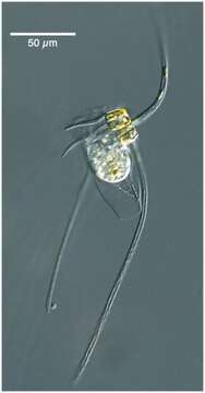 Image of Eutintinnus apertus