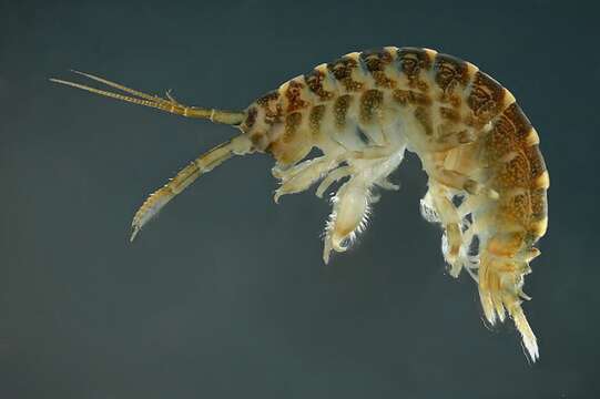 Image of killer shrimp