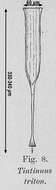 Image of Rhabdonellopsis triton (Zacharias 1906)