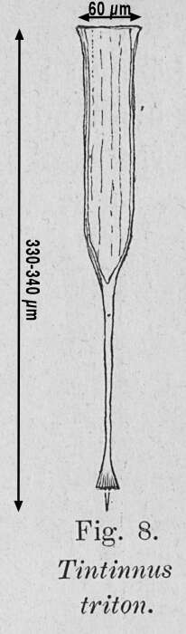 Imagem de Rhabdonellopsis triton (Zacharias 1906)