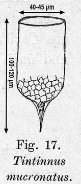 Imagem de Epiplocylis mucronata (Zacharias 1906)