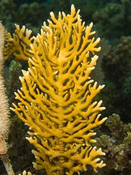 Image of Fire coral