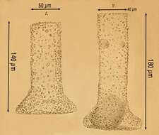 Image de Tintinnopsis brandti Nordqvist 1890