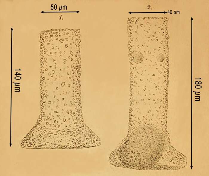 Imagem de Tintinnopsis brandti Nordqvist 1890