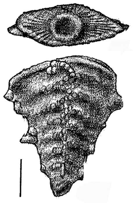 Image of Inflatobolivinella subrugosa subsp. zealandica Hayward 1990