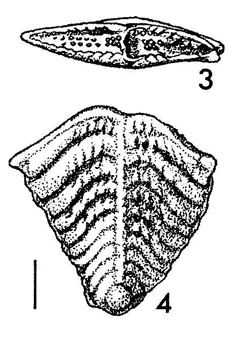 Image of Quasibolivinella finlayi Hayward 1982
